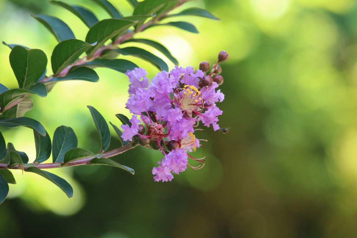 Lagerstroemia indica L.